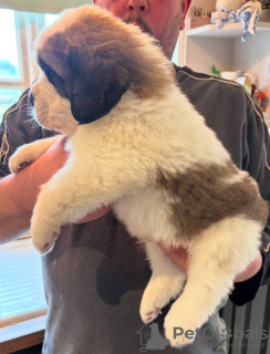 Foto №3. Areg St. Bernard Welpen zum Verkauf.. Großbritannien