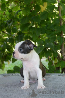 Foto №3. Boston Terrier. Serbien