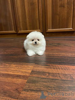 Foto №1. pommersche spitz - zum Verkauf in der Stadt Paris | 44€ | Ankündigung № 145469