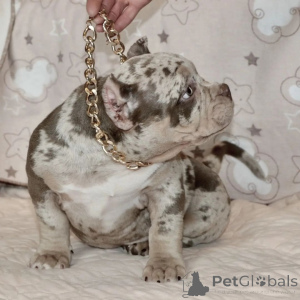 Foto №3. American Micro Bullies Puppen. USA