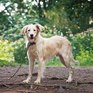 Foto №3. Sucht das Haus des wunderbaren Hundes Arnie.. Russische Föderation