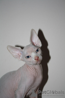 Foto №2 zu Ankündigung № 82740 zu verkaufen sphynx-katze - einkaufen Deutschland quotient 	ankündigung