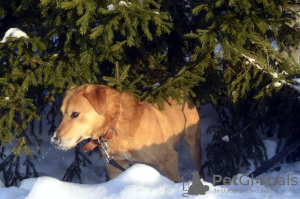 Foto №3. Charlie der Hund. Russische Föderation