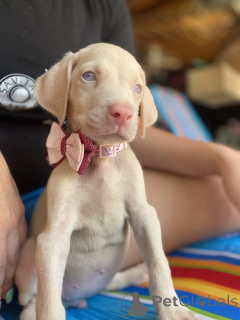 Foto №1. mischlingshund - zum Verkauf in der Stadt Glasgow | 700€ | Ankündigung № 138804