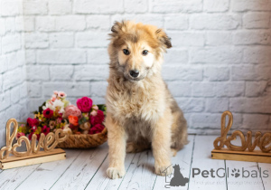 Foto №3. Der zarte Junge Balu sucht seine Familie!. Russische Föderation