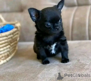 Foto №2 zu Ankündigung № 138791 zu verkaufen  - einkaufen USA 