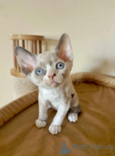 Foto №1. devon rex - zum Verkauf in der Stadt Berlin | 350€ | Ankündigung № 114526