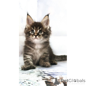 Foto №1. maine-coon-katze - zum Verkauf in der Stadt Liverpool | 350€ | Ankündigung № 174386