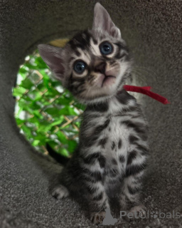 Foto №3. Chatons Bengal Lélégance Sauvage à Portée de Main. Frankreich