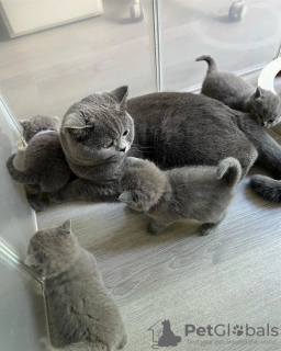 Foto №1. britisch langhaar - zum Verkauf in der Stadt Rom | verhandelt | Ankündigung № 133537