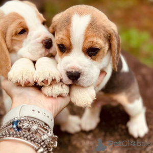 Foto №3. Beagle-Welpen zu verkaufen. 2 Männer 1 Frau.. Deutschland