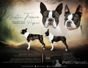 Foto №3. Bentley Black-Tiger Boston Terrier vom Champions. Auf der Suche nach einer. Ukraine