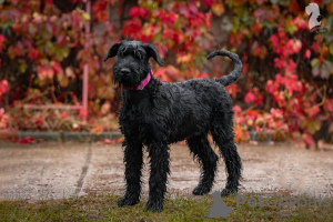 Foto №1. schnauzer - zum Verkauf in der Stadt Molodechno | 857€ | Ankündigung № 121750