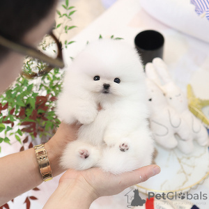 Foto №3. süßer Pommerania -Welpe. Großbritannien