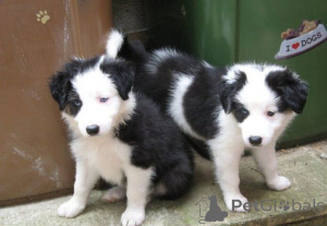 Foto №1. border collie - zum Verkauf in der Stadt Augustusburg | 450€ | Ankündigung № 169418