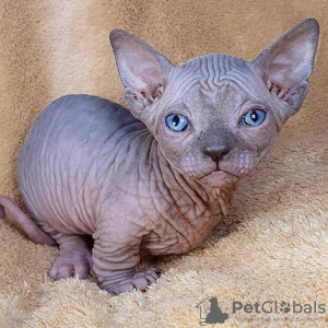 Foto №2 zu Ankündigung № 89765 zu verkaufen sphynx-katze - einkaufen USA züchter