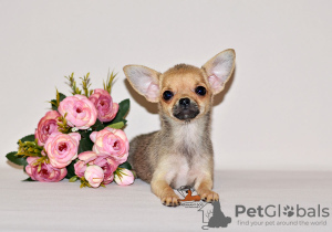 Foto №3. Schönes Zobelbaby. Chihuahua-Junge.. Russische Föderation