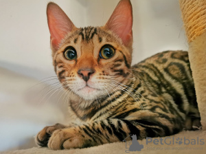 Zusätzliche Fotos: Bengal-Katze - Bengal-Kätzchen