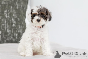 Foto №2 zu Ankündigung № 155605 zu verkaufen labradoodle - einkaufen Schweden quotient 	ankündigung