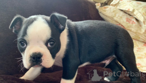 Foto №2 zu Ankündigung № 168188 zu verkaufen boston terrier - einkaufen Schweden quotient 	ankündigung, züchter