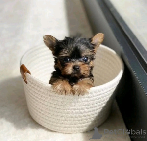 Foto №2 zu Ankündigung № 124093 zu verkaufen yorkshire terrier - einkaufen USA quotient 	ankündigung, züchter