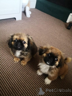 Foto №3. Pekingese-Welpen. Die Philippinen