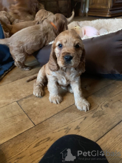 Foto №3. Champion American Cocker Spaniel Welpen zu verkaufen. Niederlande