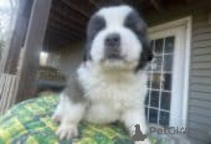 Foto №3. Saint Bernard puppies for sale. Deutschland