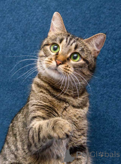 Foto №1.  - zum Verkauf in der Stadt Moskova | Frei | Ankündigung № 167404