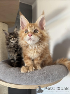 Foto №2 zu Ankündigung № 138044 zu verkaufen maine-coon-katze - einkaufen Spanien quotient 	ankündigung
