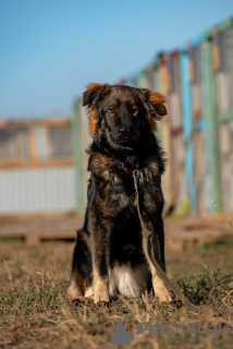 Foto №1. mischlingshund - zum Verkauf in der Stadt Москва | Frei | Ankündigung № 8304