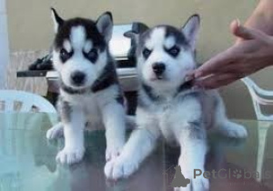 Foto №1. siberian husky - zum Verkauf in der Stadt Gembloux | 388€ | Ankündigung № 171083