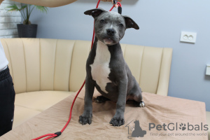 Foto №2 zu Ankündigung № 43376 zu verkaufen amerikanischer staffordshire terrier - einkaufen Moldawien züchter