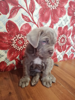 Foto №2 zu Ankündigung № 6171 zu verkaufen mastino napoletano - einkaufen Russische Föderation quotient 	ankündigung