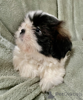Foto №4. Ich werde verkaufen shih tzu in der Stadt Daytona Beach. quotient 	ankündigung - preis - 339€
