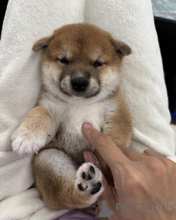 Foto №3. Champion Line Shiba Inu Welpenqualität garantiert. Polen