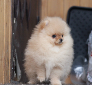 Foto №3. Sehr schönes Mädchen 2,5 Monate. Russische Föderation