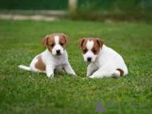 Foto №2 zu Ankündigung № 165491 zu verkaufen jack russell terrier - einkaufen Österreich quotient 	ankündigung, züchter