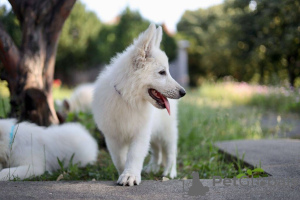 Foto №4. Ich werde verkaufen berger blanc suisse in der Stadt Calafat. quotient 	ankündigung - preis - verhandelt