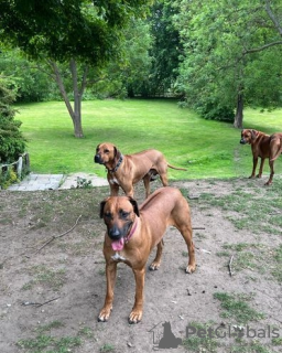 Foto №2 zu Ankündigung № 45284 zu verkaufen rhodesian ridgeback - einkaufen Russische Föderation 