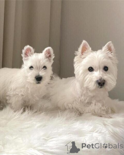 Foto №1. west highland white terrier - zum Verkauf in der Stadt Antwerpen | verhandelt | Ankündigung № 169652