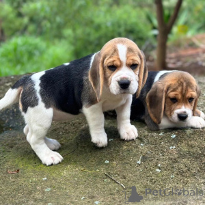 Foto №1. beagle - zum Verkauf in der Stadt Гамбург | 360€ | Ankündigung № 123758