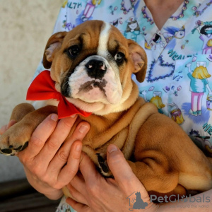 Foto №2 zu Ankündigung № 114390 zu verkaufen englische bulldogge - einkaufen Serbien züchter