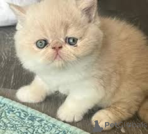 Foto №1. exotische kurzhaarkatze - zum Verkauf in der Stadt Espoo | 484€ | Ankündigung № 171562