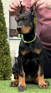 Foto №4. Ich werde verkaufen dobermann in der Stadt Belgrad. züchter - preis - verhandelt