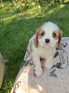 Foto №1. amerikanischer cocker spaniel, english cocker spaniel, english springer spaniel, welsh springer spaniel, irish water spaniel, perro de agua español, mastín español, cavalier king charles spaniel, cavalier king charles spaniel, clumber spaniel, russian spaniel, tibet-spaniel - zum Verkauf in der Stadt Tallinn | 1000€ | Ankündigung № 176034