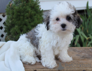 Foto №2 zu Ankündigung № 9238 zu verkaufen shih tzu - einkaufen USA züchter