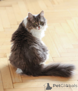 Foto №4. Ich werde verkaufen  in der Stadt Domodedovo. quotient 	ankündigung - preis - Frei