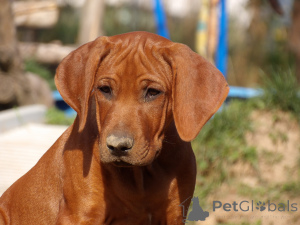 Foto №3. Empfang September 2025 Ankündigung von. Polen