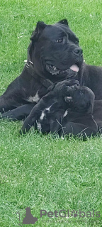 Foto №2 zu Ankündigung № 64584 zu verkaufen cane corso italiano - einkaufen Serbien quotient 	ankündigung